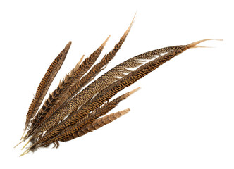 Top view of pheasant tail feathers © Coprid