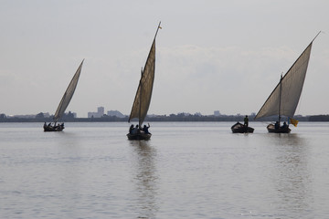 Obraz premium Vela Latina 