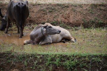 Wasserbüffel sitzt auf einer Reisterrasse
