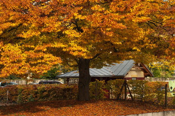 Naklejka premium tree in the yellow autumn foliage. autumn in the city