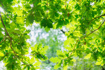 Fototapeta na wymiar Epping Forest walks and trees, oak tree leaves close up.