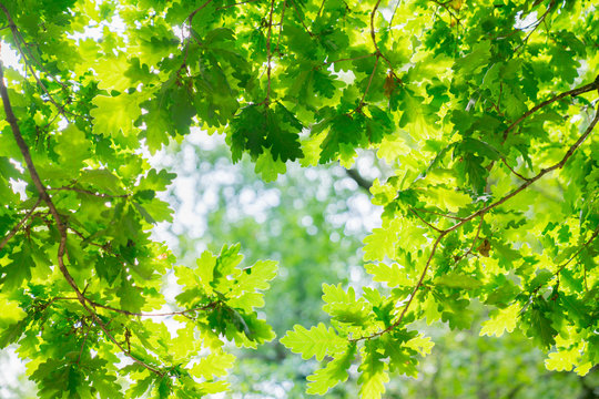 Epping Forest Walks And Trees, Oak Tree Leaves Close Up.