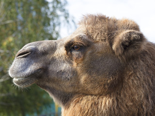 the head of an adult camel in profile