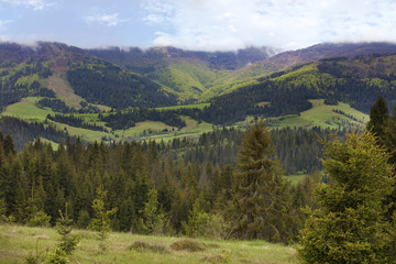 Beautiful panorama of the Carpathian mountains in summer against the background of tall coniferous trees, blue sky and bright white clouds.