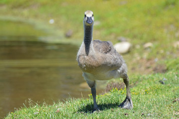 Geese at the pond