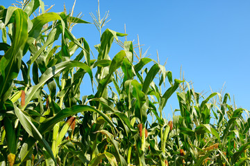 Obraz premium Fresh corn stalks on the blue sky background.