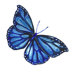 A drawing of a butterfly made by hand made in watercolor.