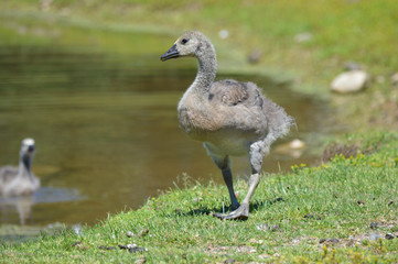 Geese at the pond