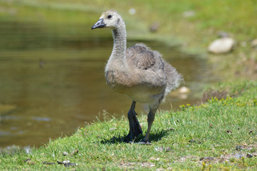 Geese at the pond