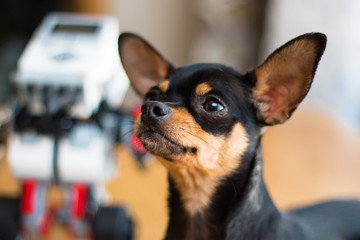 Lovely dog of that terrier. The yellow dog is a symbol of the year 2018 according to the Chinese calendar. Talisman for the new year. Feng-Shui.