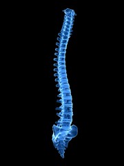 3d rendered medically accurate illustration of a healthy human spine