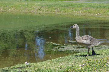 Geese at the pond