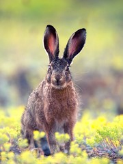 European hare stands in the grass and looking at the camera.  Lepus europaeus © Tatiana
