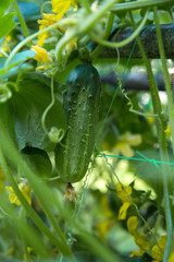 Cornichons