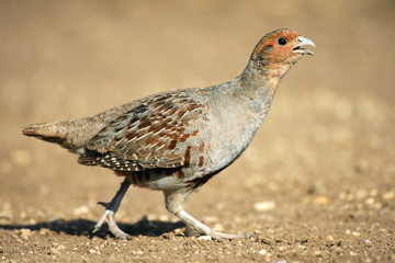 Grey Partridge partridge in a beautiful light