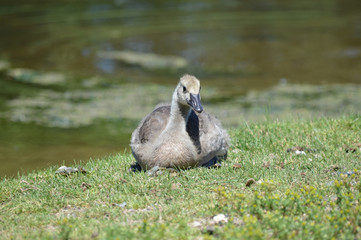 Geese at the pond