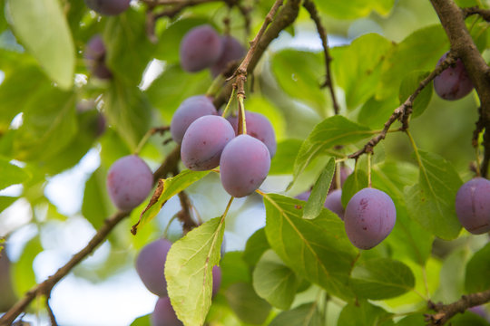 Prunes