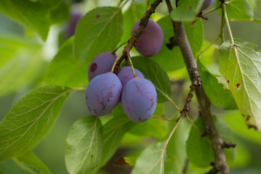 Prunes