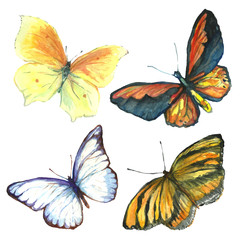 Obraz na płótnie Canvas A collection of drawings of a butterfly handmade made in watercolor.