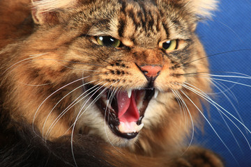 Portrait of angry Siberian cat