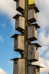Many wooden boxes for birds hanging on an electricity pole