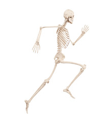 3d rendered medically accurate illustration of a running skeleton