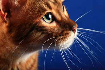 Portrait of a cat breed Toyger on a blue background