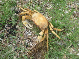 crabe