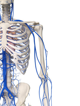 3d Rendered Medically Accurate Illustration Of The Arm And Shoulder Veins