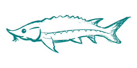 sturgeon freshwater fish