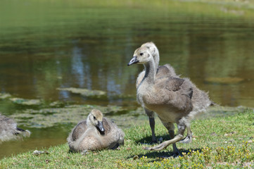 Geese at the pond