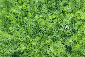 Ripe organic green dill, closeup, background.