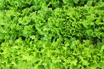 Fototapeta na wymiar Fresh lettuce leaves, close up.