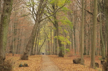 People in the wood