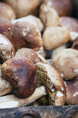 Close-up of fresh Boletus mushrooms