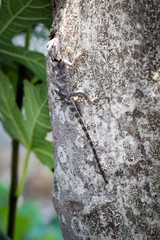 Gekko, Eidechse, Agame am Baumstamm 