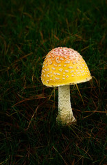 Mushroom in the Grass