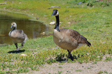Geese at the pond