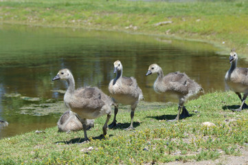 Geese at the pond