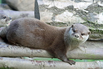 European otter
