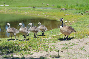 Geese at the pond