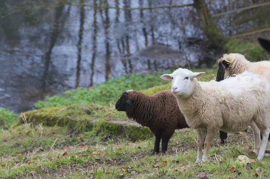 Sheep farm near a lake on a grass field