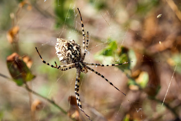 Argiope lobata, eine Radnetzspinne 