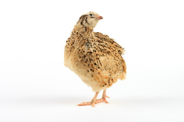 Golden Manchurian quail on white background