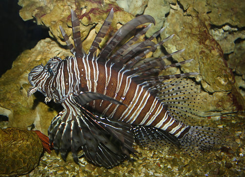 Branchie 이미지 찾아보기 334 스톡 사진, 벡터 및 비디오 Adobe Stock