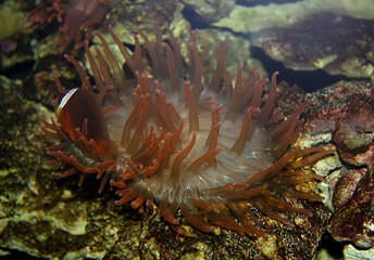 Sea anemone