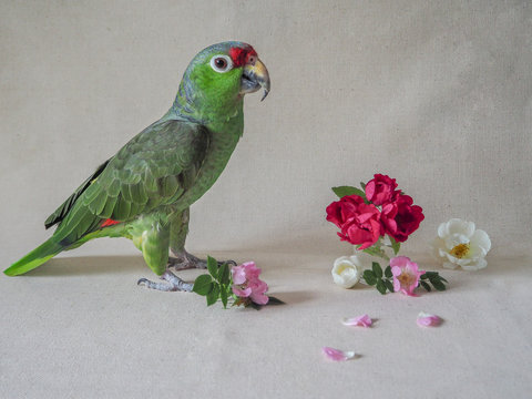 Green Amazon parrot posing on a light background.
