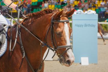 Obraz premium Horsewoman sits on horseback waiting for the competition to start in the background of the grandstands of stadium