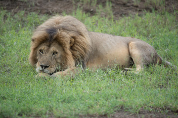 Lion(Panthera leo)