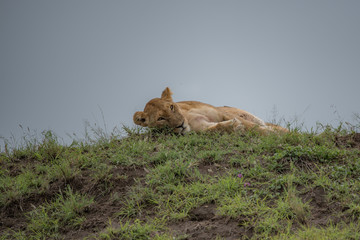 Lion(Panthera leo)